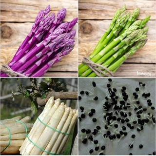 Combo 3 gói Hạt giống Măng Tây ( xanh + trắng + tím ) (TẶNG gói kích thích hạt nảy mầm)