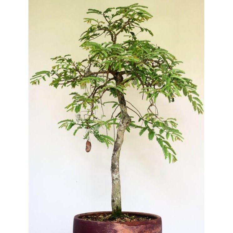 CÂY ME THÁI SIÊU QUẢ TRỒNG CHẬU + Tặng  phân hữu cơ cao cấp