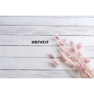 Phông nền 3D chụp ảnh
