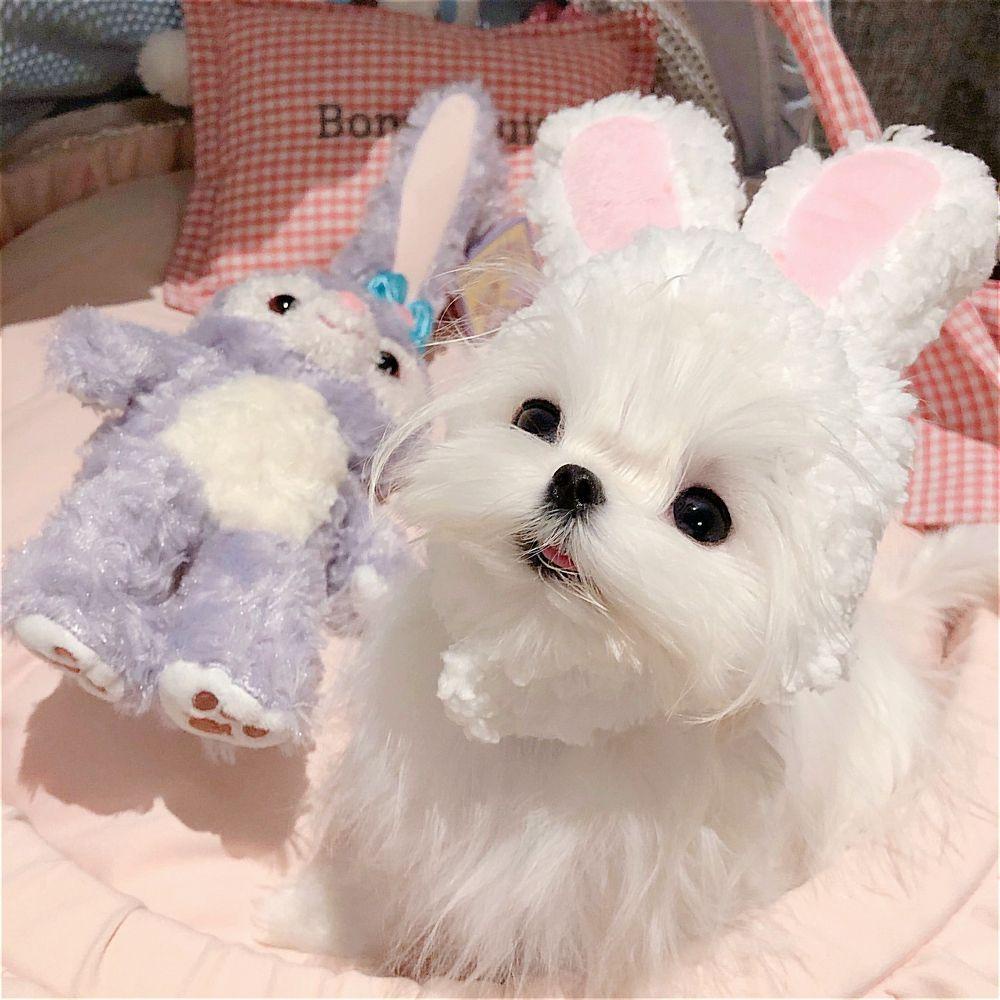 GIOVANNI Băng Đô Tai Thỏ Giữ Ấm Cho Mèo