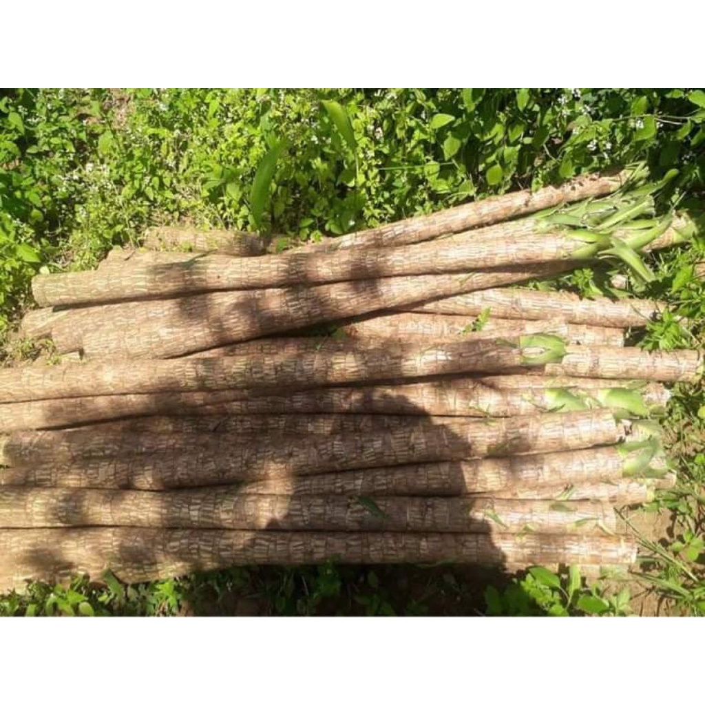 THIẾT MỘC LAN. khúc 50cmm thân lớn 5-6cm