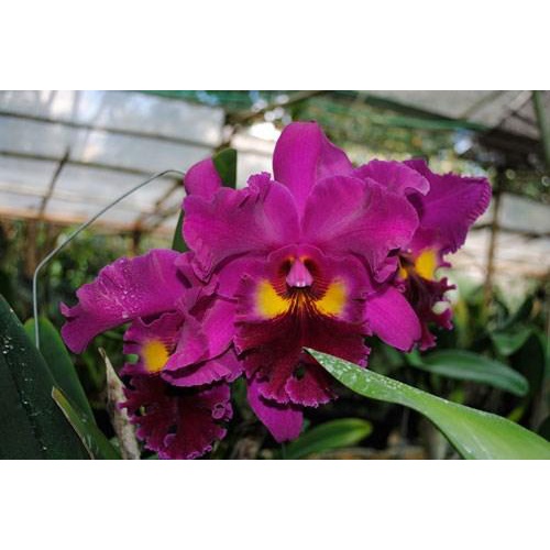 combo 10 chậu cattleya hàng giống  10 màu giá siêu rẻ