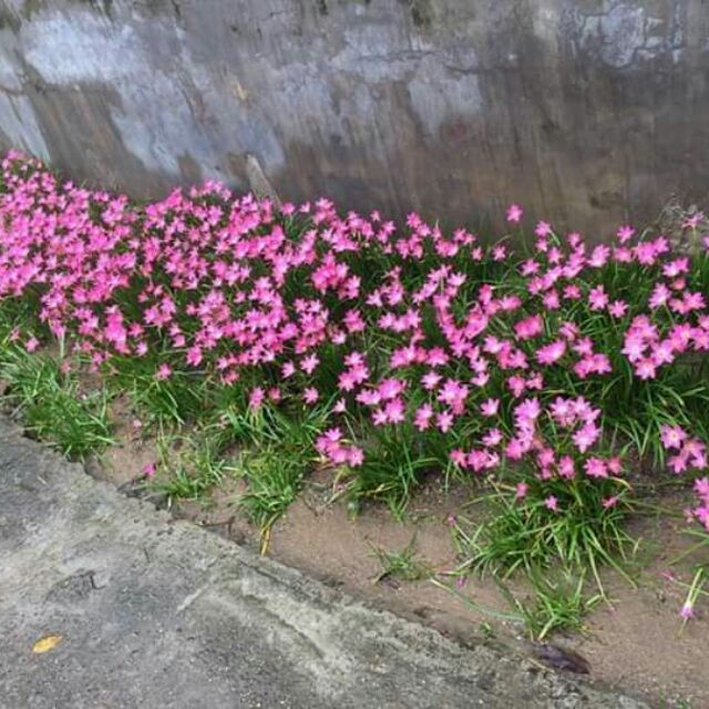 khóm củ Huệ mưa