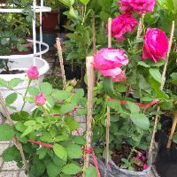 Hồng leo Red Eden đang có hoa