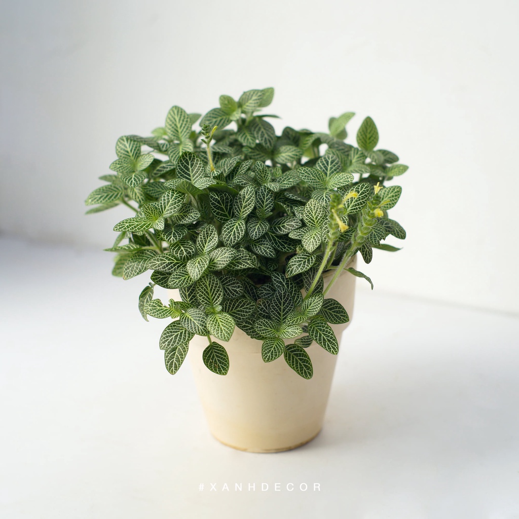 Cây Cẩm Nhung - Lá may mắn - Fittonia Size Lớn