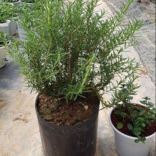 Chậu cây hương thảo loại to