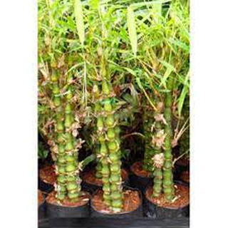 Cây giống trúc đùi gà hàng gửi đi nguyên chậu