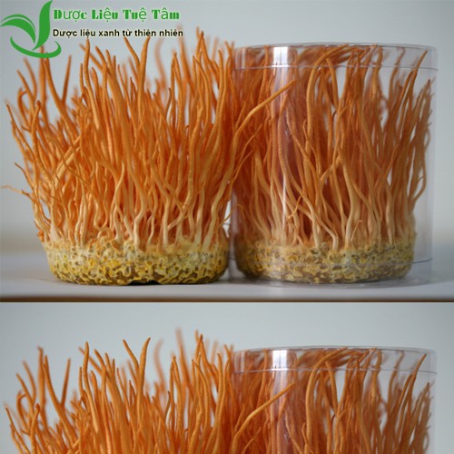 100g đông trùng hạ thảo - dược liệu Việt Nuôi cấy