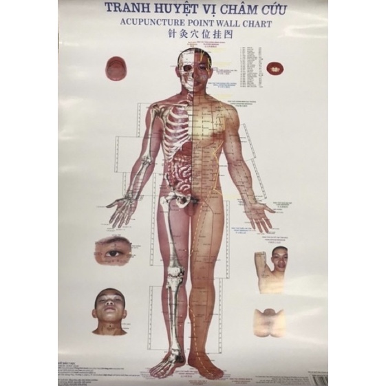 Sách - Tranh châm cứu 3 tờ