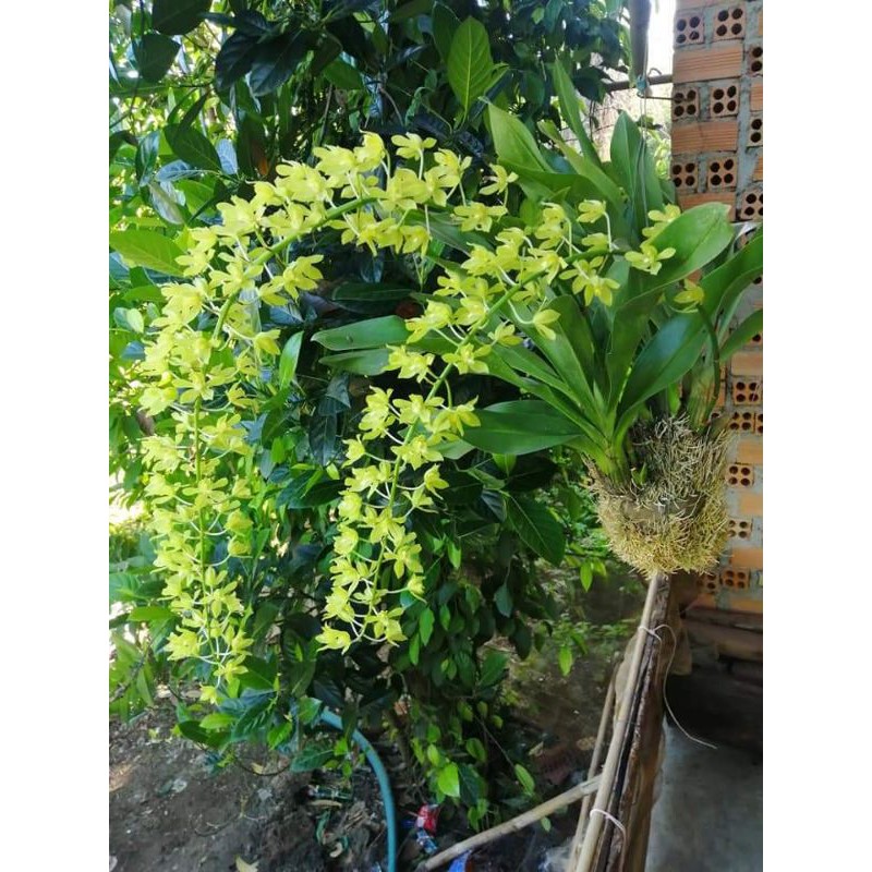 Lan vũ nữ hoàng hậu xanh cây giống