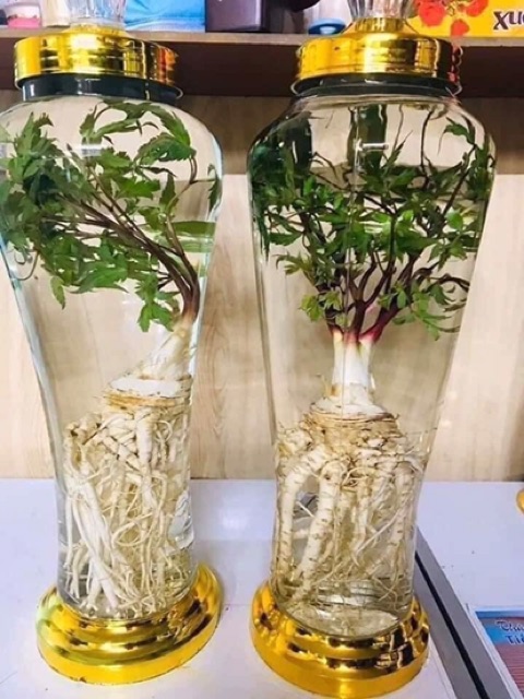 🍀☘️SÂM ĐƯƠNG QUY 2 củ ký loại chọn 🌿🍃🌴