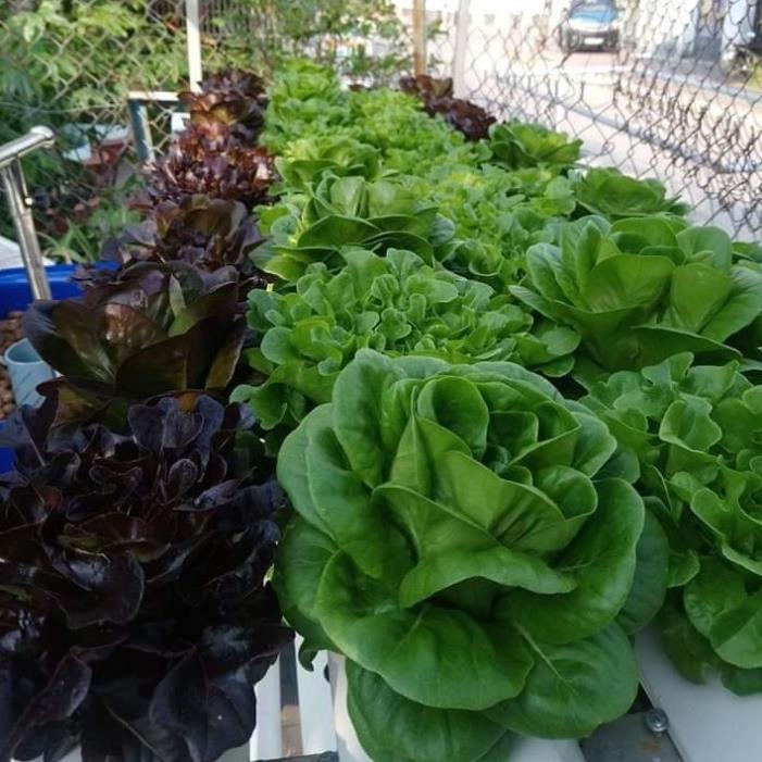 Dung Dịch Thủy Canh HYDROPONIC 100ML - thủy canh lavamix 100ml