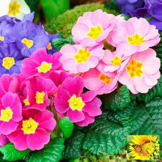 Hạt giống hoa anh thảo mix F1 - 10 hạt