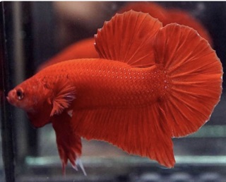 BETTA SUPER RED