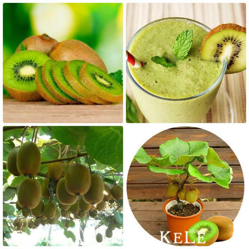 Hạt giống Quả Kiwi VIP và cách gieo trồng hạt giống kiwi ( 30 hạt)