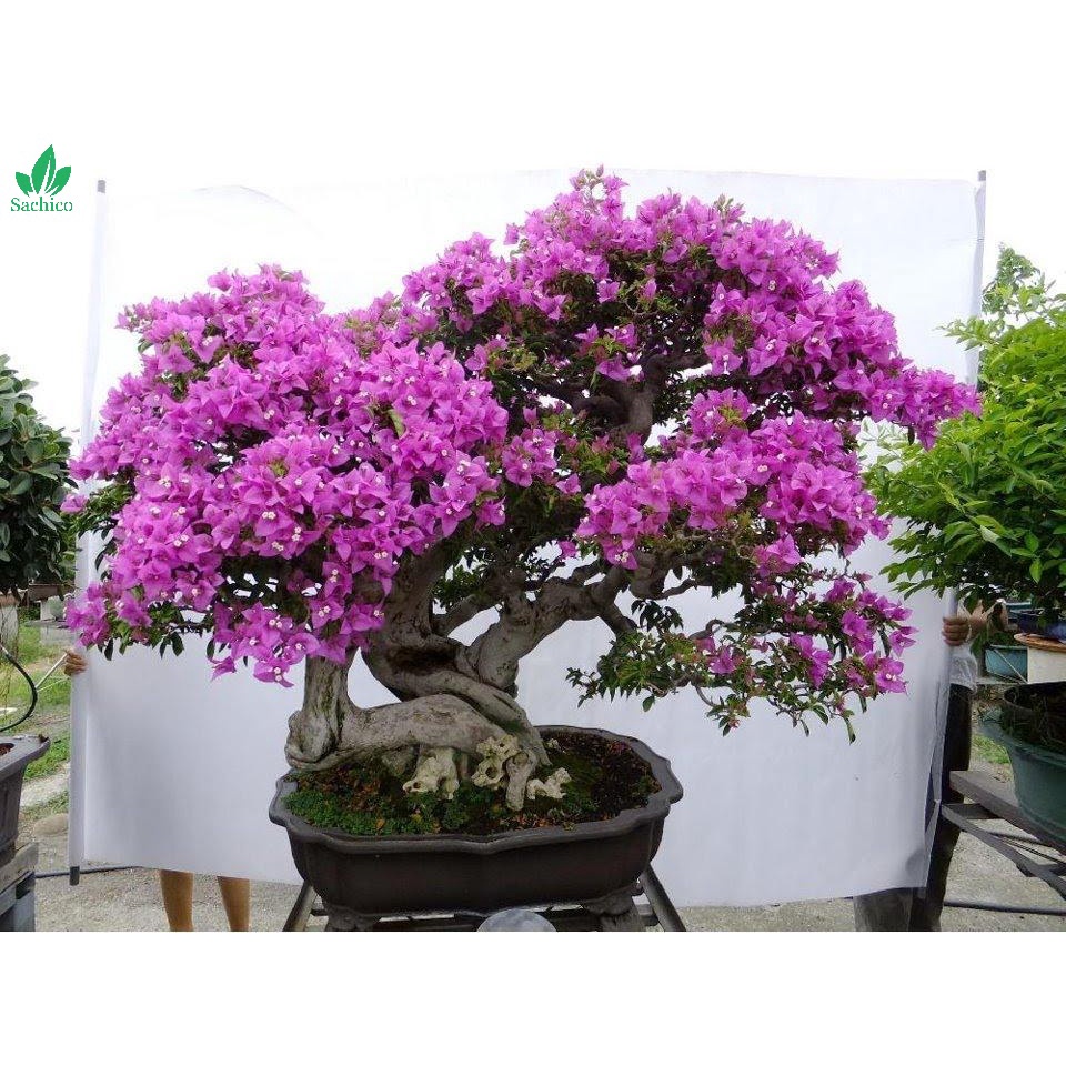 Phân Bón Hữu Cơ SIÊU HOA GIẤY Chuyên Dùng Cho Hoa Giấy - Gói 700gram