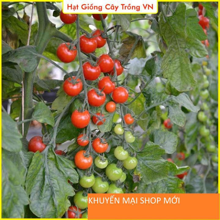 Hạt giống Cà Chua Cherry Đỏ - Gói 20 Hạt khuyến mại shop mới