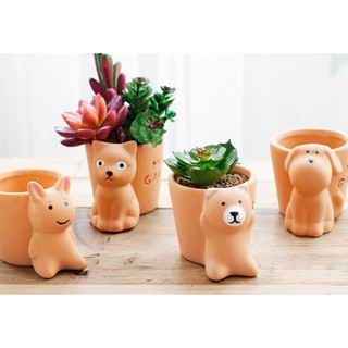Chậu trồng cây mini