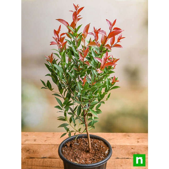 Cây Syzygium campanulatum Red Lip (Hồng Nam Mộc) chậu nhựa 8cm