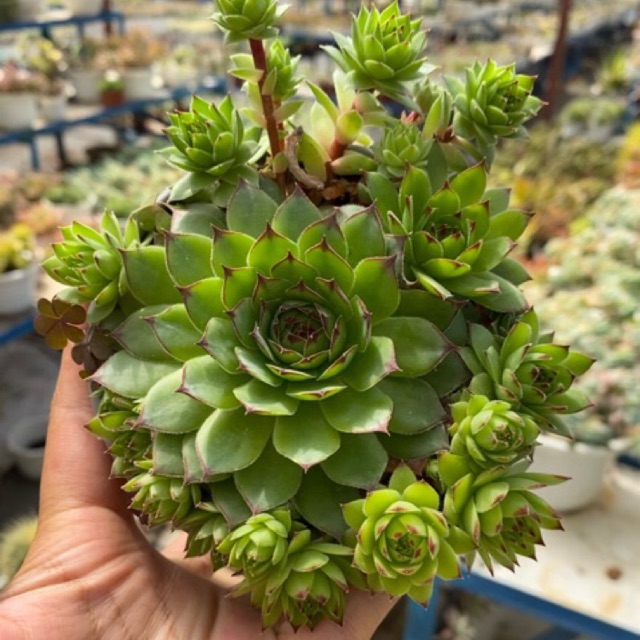 SEN ĐÁ PHẬT BÀ XANH SIZE TRUNG