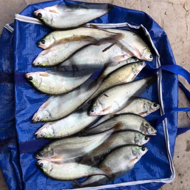 [TIỆN LỢI] Túi bạt đựng cá đi câu đa năng đầy đủ size, thùng đựng đồ đi câu cá cực bền giá hấp dẫn
