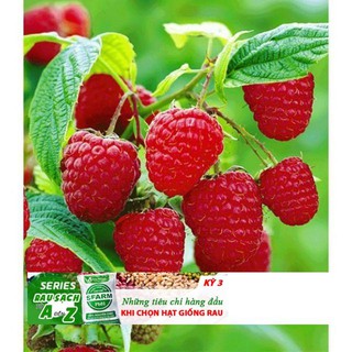 Hạt Giống Quả Mâm Xôi Đỏ 30 Hạt/ Gói bốn mùa ĐẾN MÙA TRỒNG TẾT