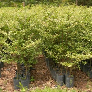 Combo 5 cây giống bàng Đài Loan