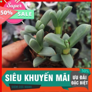 Sen tim lá dài mới