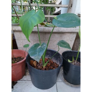 Cây trầu bà Nam Mỹ lá xẻ cây monstera mini