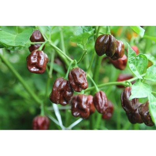 5 hạt giống ớt siêu cay red habanero