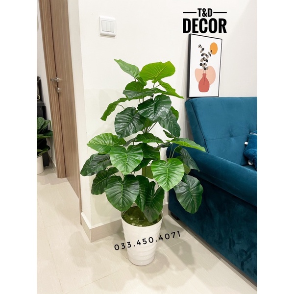 CÂY TRẦU BÀ MẪU MỚI - 1m2 - CÂY GIẢ DECOR