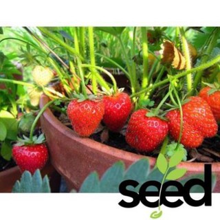 552 Hạt - Hạt Giống Dâu Tây Đỏ - Strawberry (Fragaria)