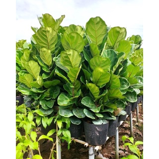 Cây bàng Singapore