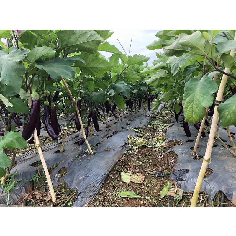 CÂY GIỐNG CÀ TÍM GHÉP # MUA 10 CÂY TẶNG 1 CÂY CÙNG LOẠI_KÈM PHÂN BÓN HỮU CƠ TAN CHẬM CÁ HỒI NAUY