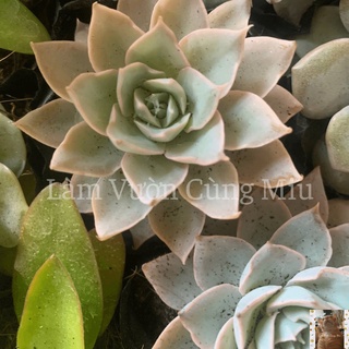 Sen Đá Hồng Phấn 🌸🌸🌸 Size Bầu - Size Trung