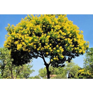 Hạt giống cây lim xẹt