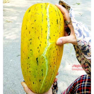 10 gram Hạt giống dưa bở quả dài