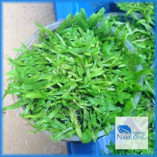 Cỏ giấy (5x5cm) - Cây thủy sinh tiền cảnh trải nền