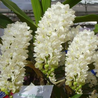 Hoa lan ngọc điểm lá mít đủ màu