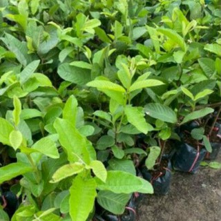 Chậu cây ổi nữ hoàng ( cao 40 - 60cm )