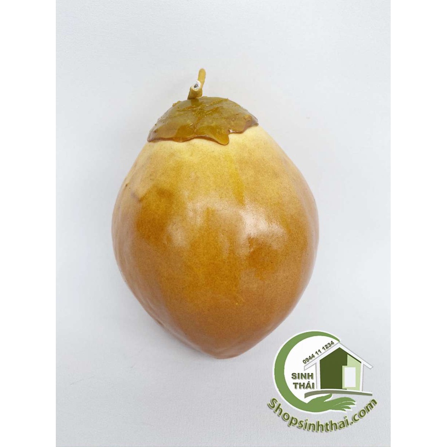 Trái dừa xiêm màu nâu và màu xanh - quả dừa giả cao cấp - Chọn loại