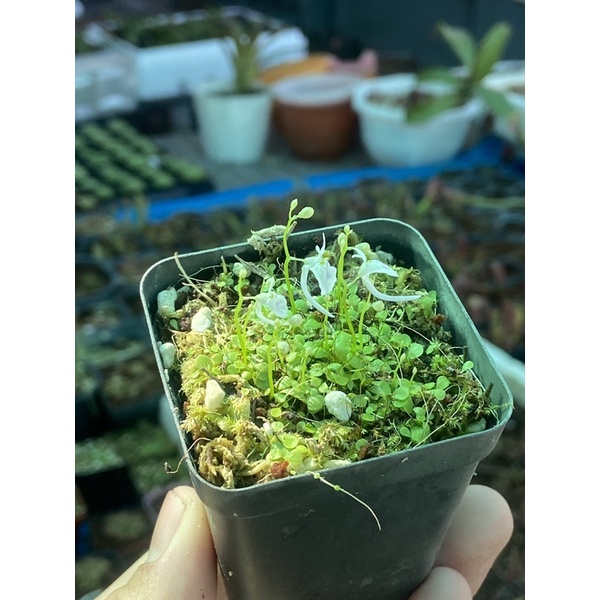 Cỏ giấy tai thỏ Sandersonii , utricularia Sandersonii