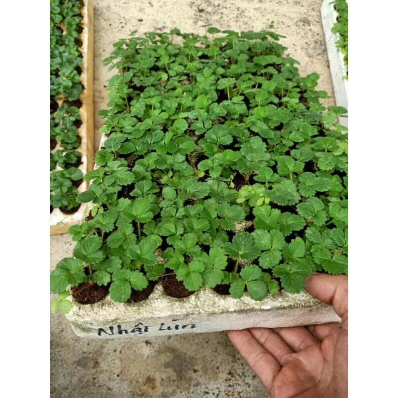 Dâu cấy mô mix loại