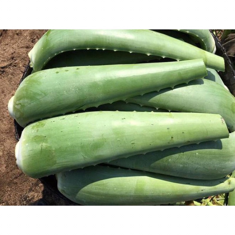 1 lá nha đam MỸ , của nhà trồng