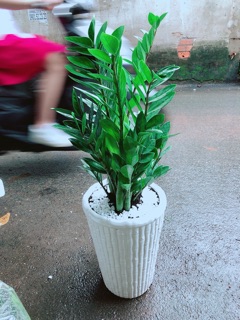 Chậu Kim Tiền Size Đại