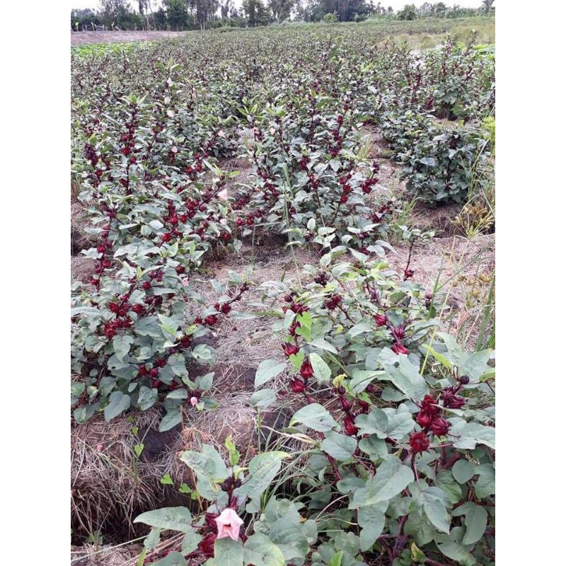 Sỉ sll Hoa Atiso đỏ tươi ĐỒNG THÁP_ Nguyên hạt 1kg