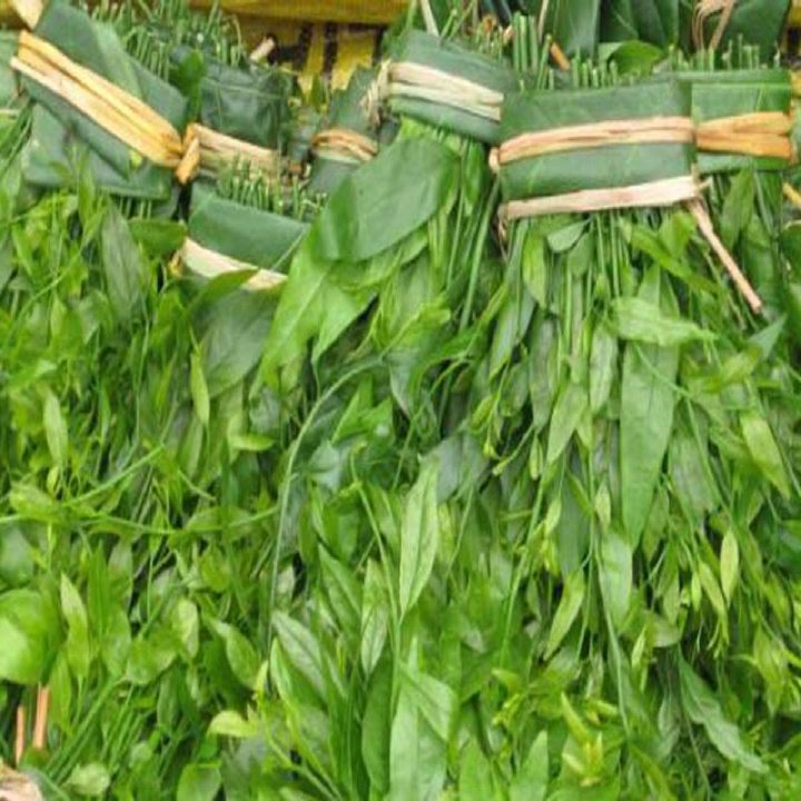cây rau giống rau ngót rừng