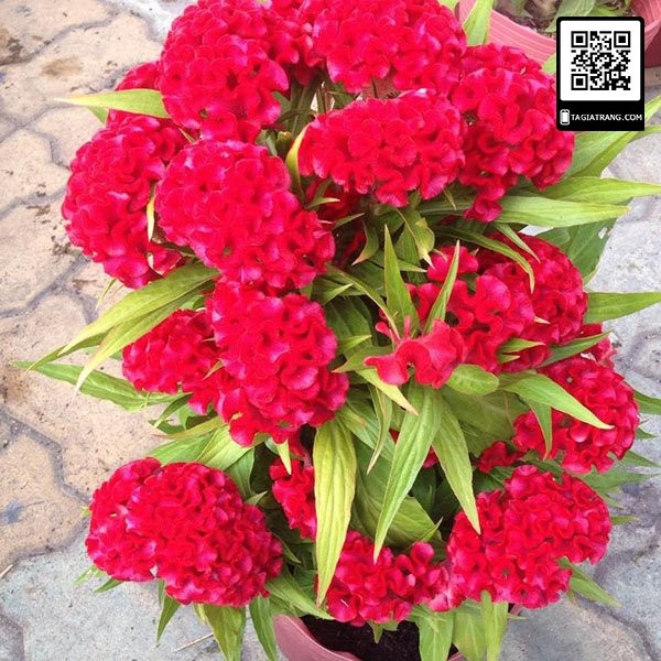 Hạt giống hoa mào gà búa đỏ nhung