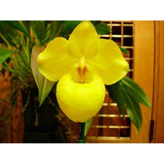 COM BO 2 CÂY GIỐNG LAN HÀI MỐC VÀNG - HOA ĐẸP KIÊU SA GIỮA NÚI RỪNG TÂY BẮC