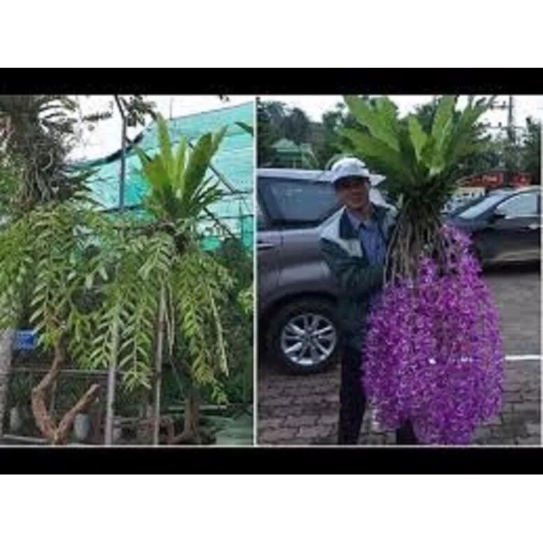 Tổ quạ ghép lan(1 tổ 15cm)